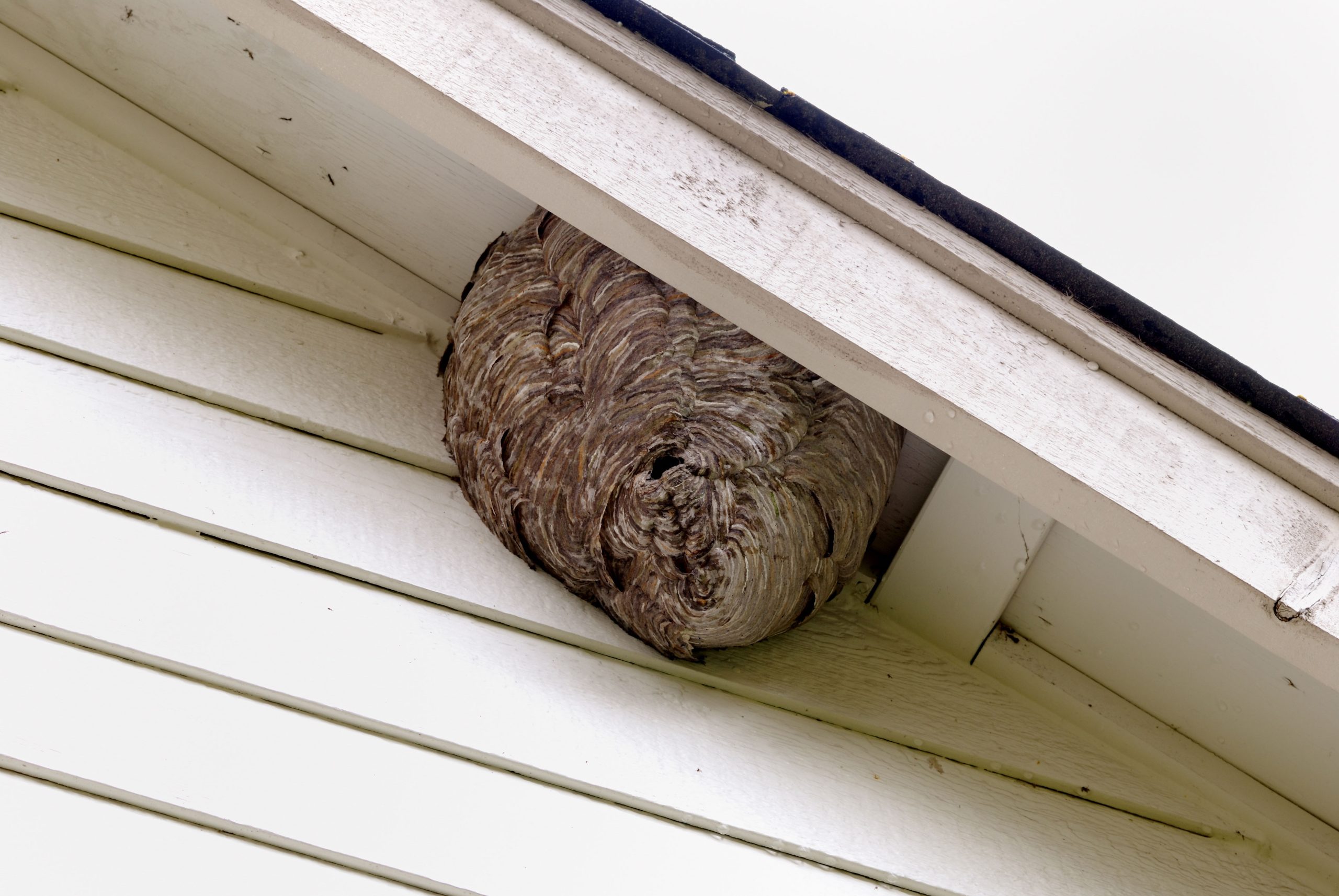 baton rouge pest control